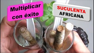 Como multiplicar suculentas africanas Aeonium por esquejes en agua en cuatro pasos Parte 1 305 [upl. by Nooj]