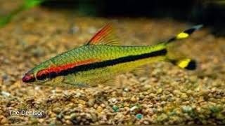 Denison Barb Fish [upl. by Ama]