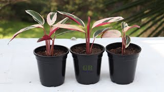 How to Propagate Calathea Triostar Plant [upl. by Adnylg]