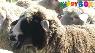 Bauernhof Tiere  Schafe  Sheep  KIDDYBOXTV [upl. by Assillem]