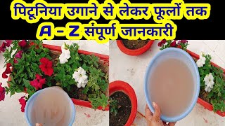 पिटूनिया उगाने से लेकर फूलों तक A  Z संपूर्ण जानकारी how to grow petunia [upl. by Neirod]