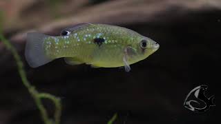 American Flagfish  Jordanella floridae [upl. by Remled527]