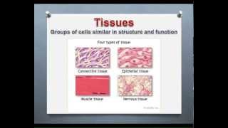 LECTURE Introduction to Epithelial amp Connective Tissues [upl. by Llehcram917]