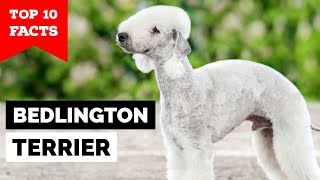 Bedlington Terrier  Top 10 Facts [upl. by Irpac]