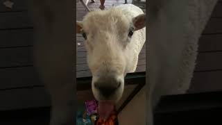 A friendly sheep in NZ bethells86 shorts ytshorts shortvideo youtubeshorts shortsviral [upl. by Mharba]