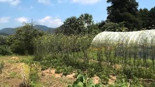 Oita Japan Organic Farm  WWOOF Farmstay [upl. by Coshow546]