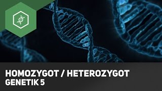 Homozygot  Heterozygot Genotyp Unterschied  Grundbegriffe Genetik 5 [upl. by Anaek]