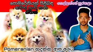 Pomeranian පිළිබද තවත් පුංචි කතාබහක්  pomeranian dog sinhala  Pomeranian dog [upl. by Tamsky720]