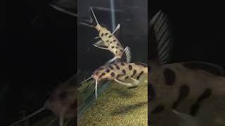 Synodontis polli white synodontis Tanganyika [upl. by Gerstner]