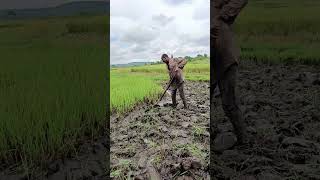 CLAN FOUNDATION UGANDA 🇺🇬 Rice plantation share agriculture farming subscribe [upl. by Bora764]