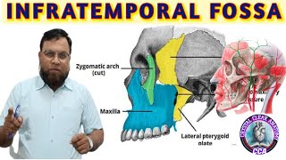 INFRATEMPORAL FOSSA । Importance of infratemporal fossa with boundaries and contents [upl. by Salomone258]