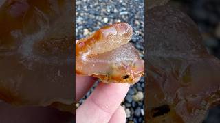 Beautiful carnelian 🔥🔥🔥agates agate agatehunting rockhounding rockhound beachcombing [upl. by Aenyl]