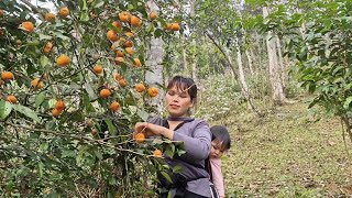 Single mom mother and son went to pick tangerines from the forest to sell for money [upl. by Brieta]