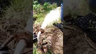 Borewell motor pump 6 hp 6stage pump shorts trending youtubeshorts waterpump [upl. by Natsirhc]