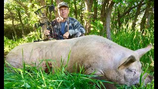 quotGIANT UGLY 600 lb Hog Bow Huntquot [upl. by Berk918]