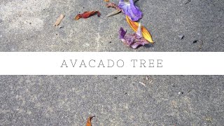 Avocado Tree  Persea americana [upl. by Ahras]