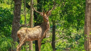 10 Wild Animals in Cambodia [upl. by Ermey258]