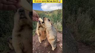 YE JANVAR INTA KESE KHA LETE HE 😱 fact facts virlfactvirlshort shorts youtubeshorts new [upl. by Lindemann]