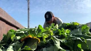 Food waste from markets reused as livestock feed in Chile  REUTERS [upl. by Nepsa]