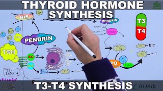 Thyroid Hormone Synthesis  T3  T4 [upl. by Castara]