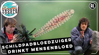 Nederlandse bloedzuiger parasiteert op mensen  Radio  Vroege Vogels [upl. by Eveneg]