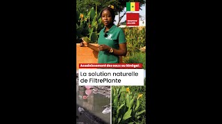 Assainissement des eaux au Sénégal  La solution naturelle de FiltrePlante 🌱💧 [upl. by Malvie529]