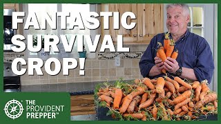 Carrots Tips for Growing and Storing a Fantastic Survival Crop [upl. by Hafirahs]