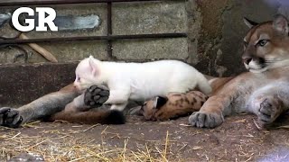 Nace puma albino en Nicaragua [upl. by Ajay609]