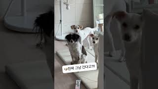 강아지 키우면 겪게 되는 공감포인트“Relatable points for those who have dogs” [upl. by Adile]