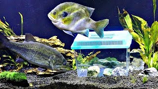 Micro Minnow Tank Inside Fish Tank Shocking Results [upl. by Wichman]