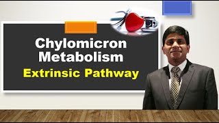 Chylomicron metabolism Lipoprotein metabolism  Exogenous pathway of lipid transport [upl. by Rellek878]