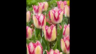 Tulipa Yasmine [upl. by Broderic]