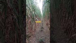 Sugarcane variety 13235 [upl. by Mobley]