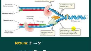 La duplicazione del DNA HD [upl. by Nolyat]