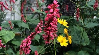 Shade loving plant  Firetail Persicaria amplexicaulis [upl. by Naellij]