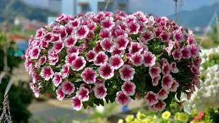 How to grow petunia from cuttings  Easily Propagate Petunia Cuttings [upl. by Odel]