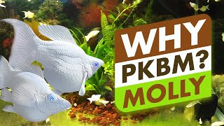 Top 5 Reasons to choose PBKM Molly fish [upl. by Eirtemed]