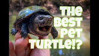 The BEST Pet Turtles Mud and Musk turtles [upl. by Haronid]