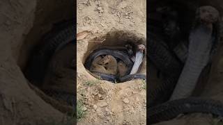 Mongooses VS Two black cobra 🐍snake snakesfighting ytshortszooanimalsshorts viral [upl. by Nelluc824]