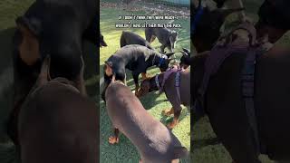 E Litter puppies meet the Doberman dog pack confidence puppy dobermangang dogpack pets dogs [upl. by Helfant]