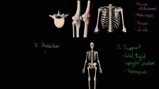 WJECEDUQAS GCSE PE  Functions of the Skeleton [upl. by Persas96]