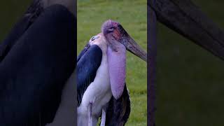 EP11 Marabou stork birds beautiful birds birdreview wildlife thenewsbird [upl. by Oreste]