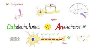 Catelectrotonus vs Anelectrotonus  Comparison  Nerve Physiology [upl. by Toolis]