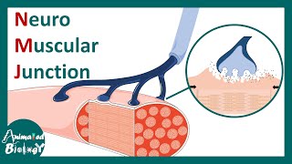 Neuromuscular Junction  NMJ  NMJ Anatomy Function and Significance  neurobiology  USMLE [upl. by Paluas]