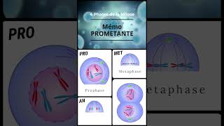 Mémo  4 phases de la mitose [upl. by Rebecca]