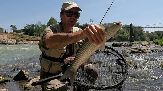 Torno a pescare sul TEVERE e catturo splendidi PESCI marini [upl. by Scheers]