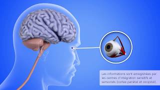 Les programmes posturaux statiques et dynamiques [upl. by Yeltrab]