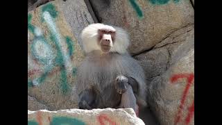 hamadryas baboon sounds [upl. by Beauregard]