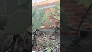 En el xoconostle Guanajuato 🇲🇽 shortsvideo [upl. by Einahc]