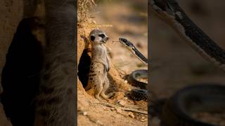 A meerkat hisses at a black mamba standing guard fiercely wildlife shortsviral animals cute [upl. by Pavior]